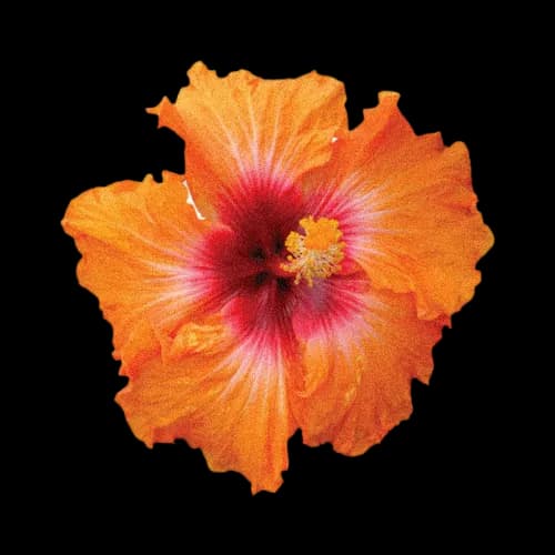 橙红扶桑花