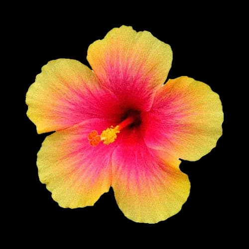 黄粉扶桑花