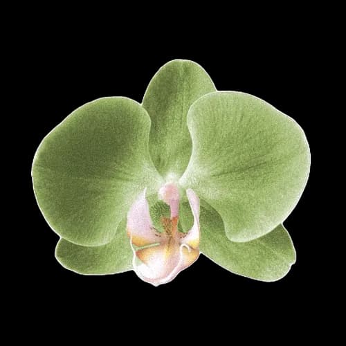 青苹果蝴蝶兰
