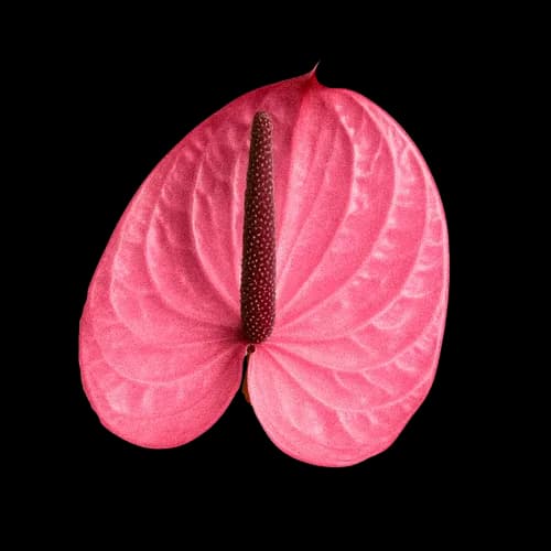 粉掌