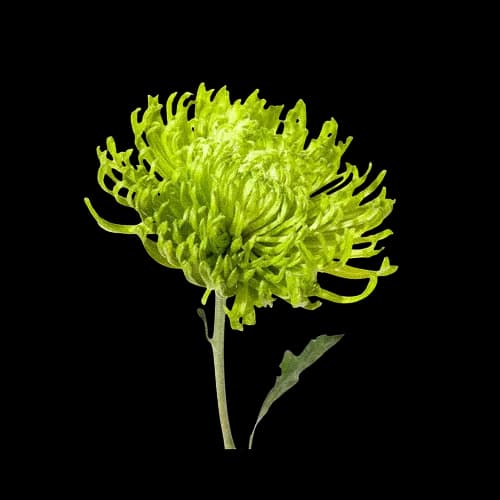绿蜘蛛菊