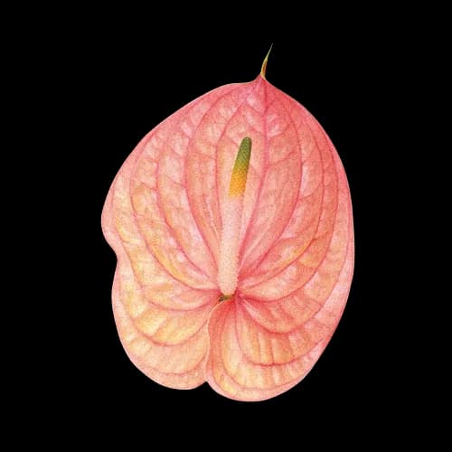 香槟粉掌