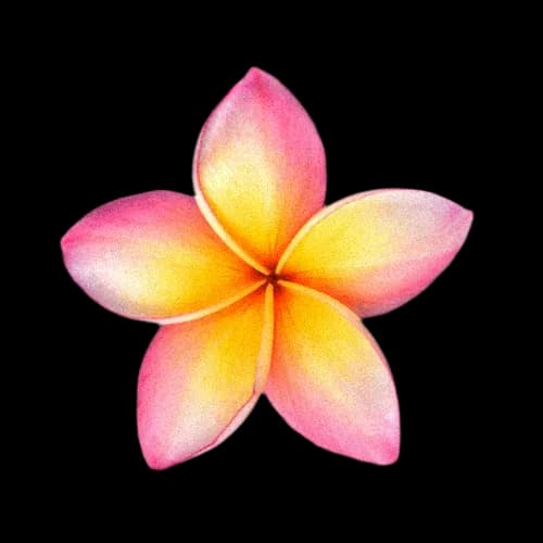 粉色鸡蛋花