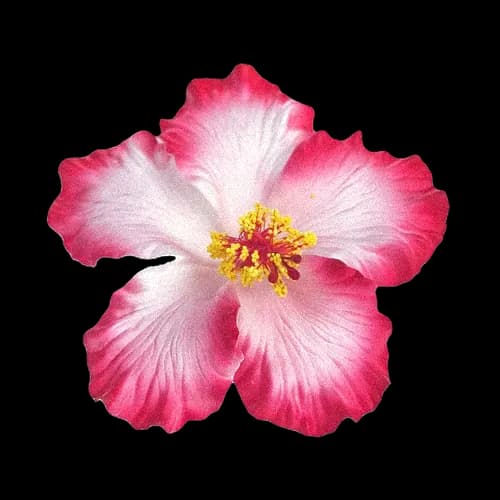 粉边扶桑花