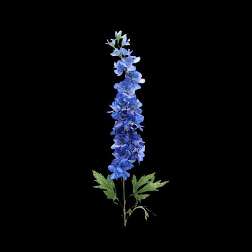 蓝色飞燕草