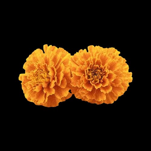 橙色万寿菊