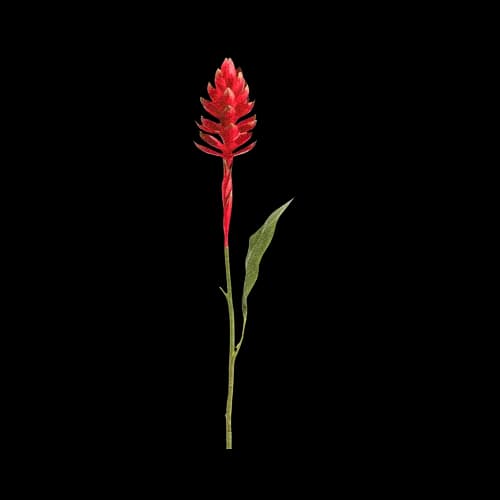 红姜花