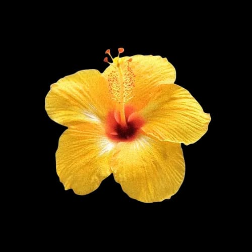 黄扶桑花