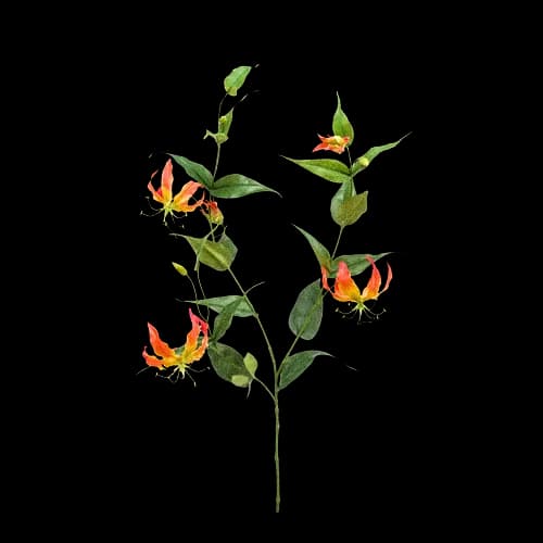 垂花赫蕉