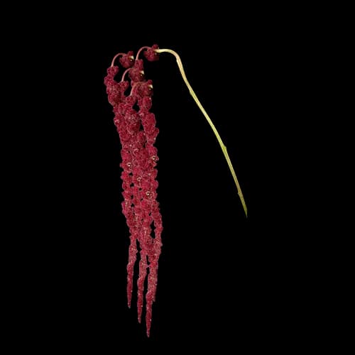 红垂穗苋