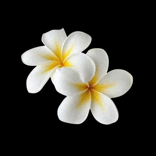 白色鸡蛋花
